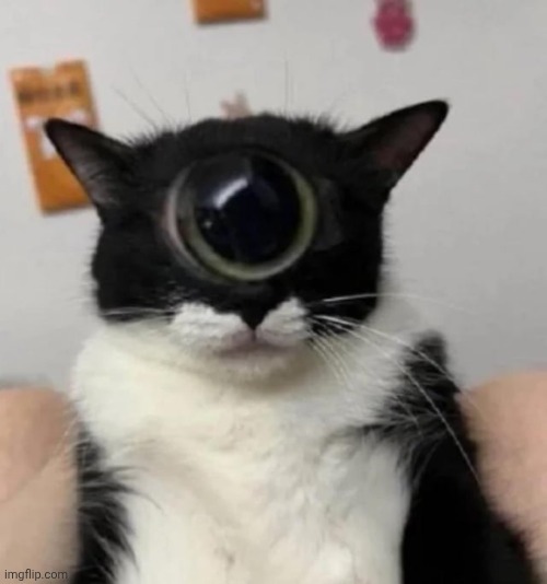 the ominous and menacing cyclops | image tagged in the ominous and menacing cyclops | made w/ Imgflip meme maker