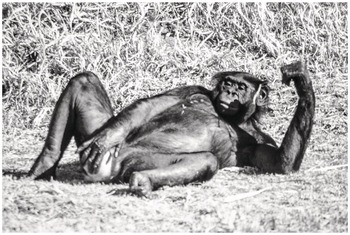 monkey Blank Meme Template