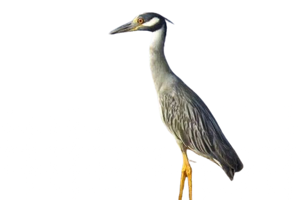 yellow crowned night heron Blank Meme Template