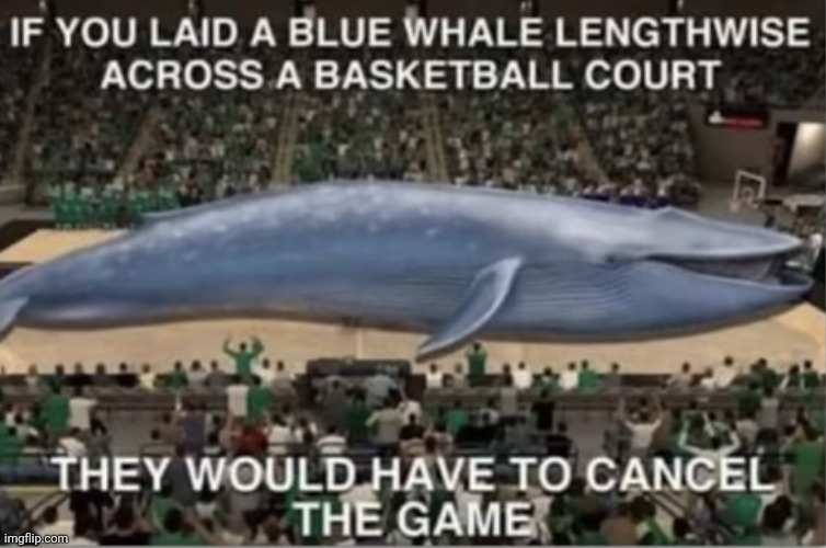 this is crazy | image tagged in whale,blue whale,nolans mom,basketball,games,fun fact | made w/ Imgflip meme maker