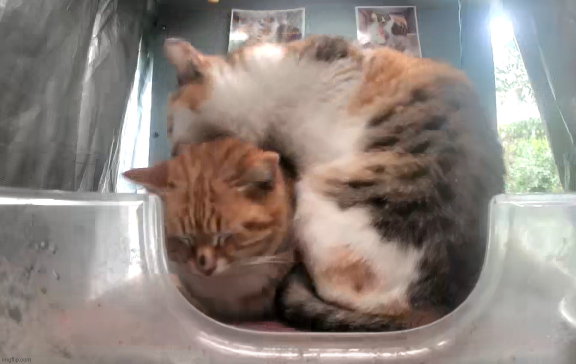 "Mrs. Eeper taking a bite out of Mr. Sunflower" | made w/ Imgflip meme maker