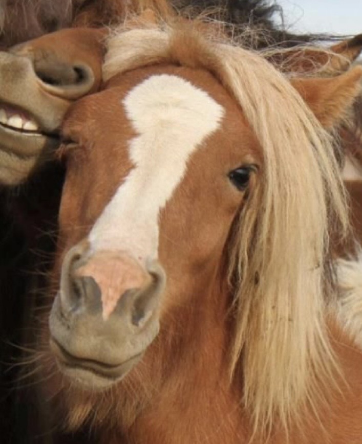 High Quality Pammie Bondi Blank Meme Template