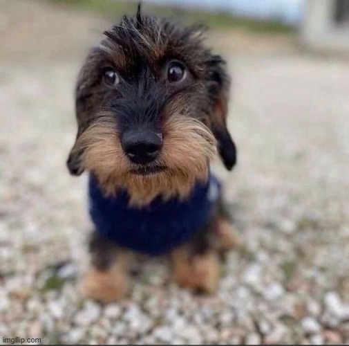 got that dog in me | made w/ Imgflip meme maker