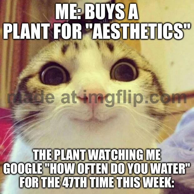ME: BUYS A PLANT FOR "AESTHETICS"; THE PLANT WATCHING ME GOOGLE "HOW OFTEN DO YOU WATER" FOR THE 47TH TIME THIS WEEK: | ME: BUYS A PLANT FOR "AESTHETICS"; THE PLANT WATCHING ME GOOGLE "HOW OFTEN DO YOU WATER" FOR THE 47TH TIME THIS WEEK: | image tagged in memes,smiling cat,google,google search,browser history,plants | made w/ Imgflip meme maker