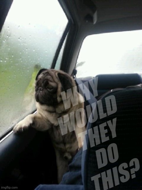 Introspective Pug | Why
Would 
They
Do
This? | image tagged in introspective pug | made w/ Imgflip meme maker