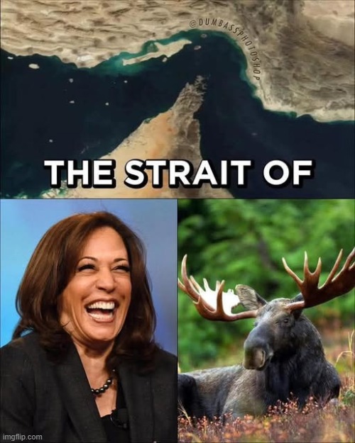 Ho Moose! | image tagged in lol so funny | made w/ Imgflip meme maker