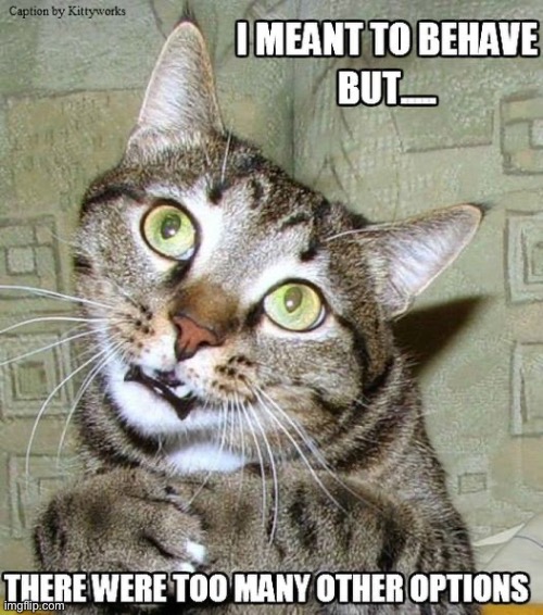 Bet he didn’t even try | image tagged in cats,funny cats,i tried,liar liar,mischief,talking shit | made w/ Imgflip meme maker