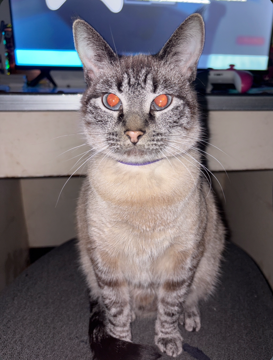 pinto the cat Blank Meme Template