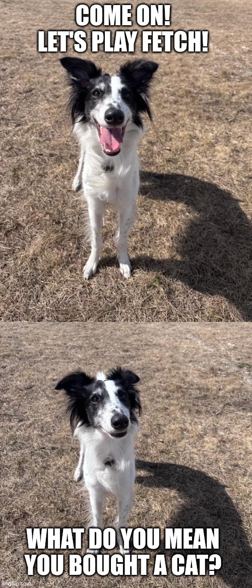 Bought a cat? | Come on! Let's play fetch! What do you mean you bought a cat? | image tagged in dogs,cats | made w/ Imgflip meme maker