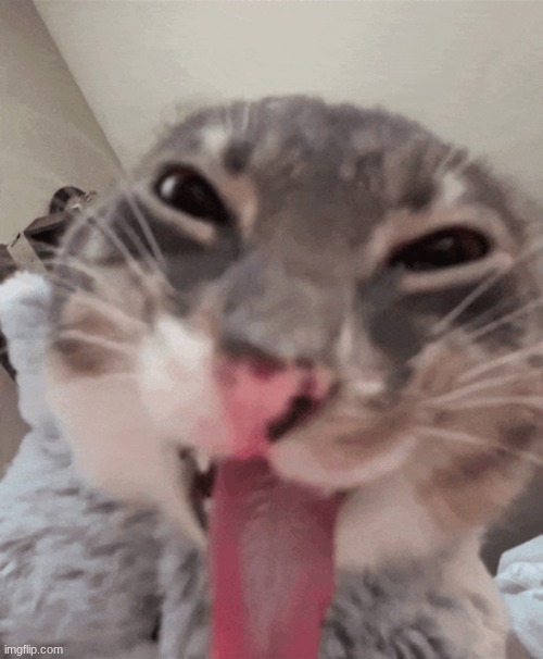 Rigby cat | image tagged in rigby cat | made w/ Imgflip meme maker
