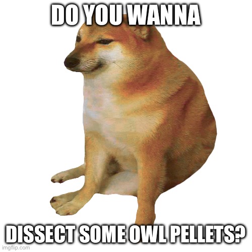 cheems | Do you wanna; dissect some owl pellets? | image tagged in cheems | made w/ Imgflip meme maker
