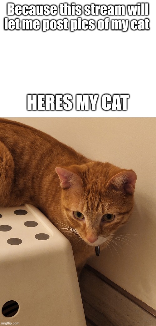 Because this stream will let me post pics of my cat; HERES MY CAT | made w/ Imgflip meme maker