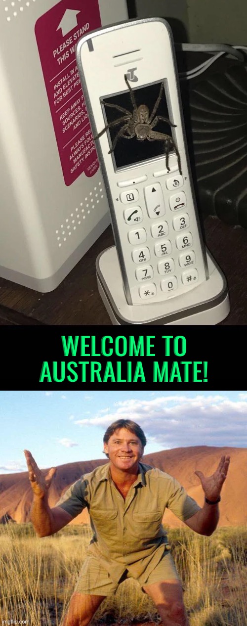 If This wasn’t in Australia I’d be surprised | Welcome to Australia mate! | image tagged in meanwhile in australia,steve irwin,australia,spiders,oh hell no,nightmare fuel | made w/ Imgflip meme maker