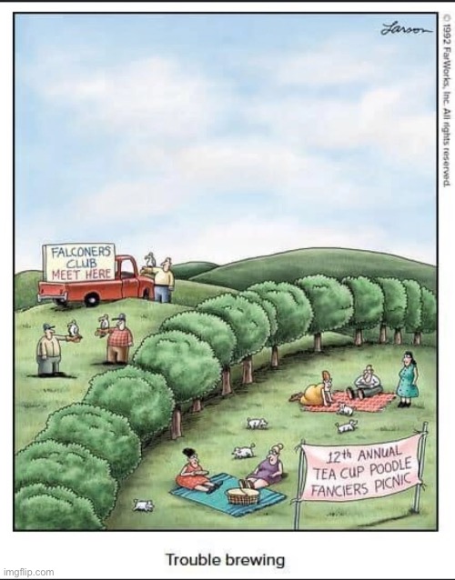 You know that it didn’t end well… | image tagged in the far side,comics,trouble brewing,teacup poodles,falcons,uh oh | made w/ Imgflip meme maker