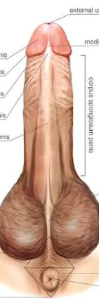 Dick Blank Meme Template