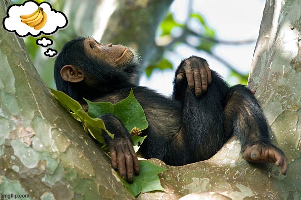 Daydreaming Chimp. | image tagged in fantasy,bananas,chimp,chimpanzee,tree | made w/ Imgflip meme maker