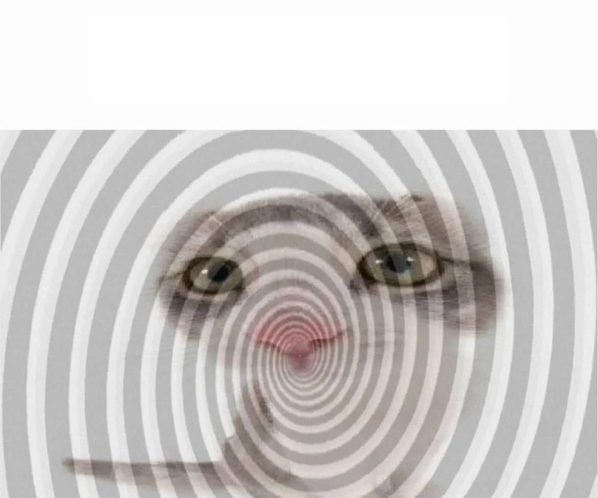 Cat Hypnosis Blank Meme Template