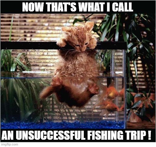 Better Luck Next Time ... | now that's what i call; an unsuccessful fishing trip ! | image tagged in cats,kitten,fish tank | made w/ Imgflip meme maker