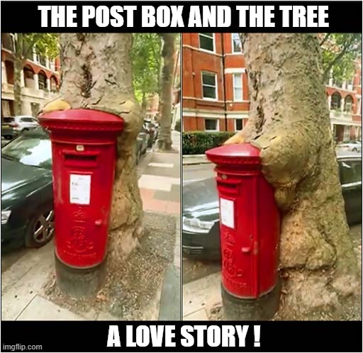 A Tale As Old As Time | The Post Box and the Tree; A Love Story ! | image tagged in post box,mail box,tree,love story | made w/ Imgflip meme maker