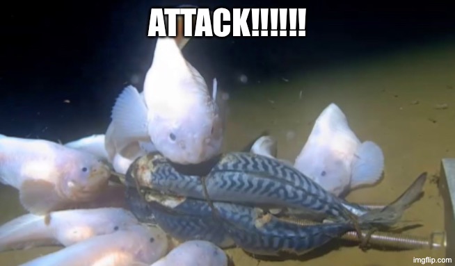 Snailfish attack | Attack!!!!!! | image tagged in snailfish,fish,attack | made w/ Imgflip meme maker
