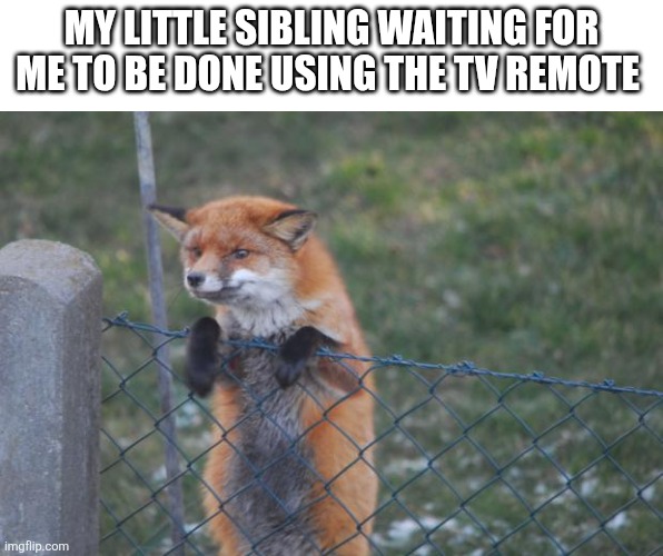 My turn? | My little sibling waiting for me to be done using the tv remote | image tagged in fox wanna buy | made w/ Imgflip meme maker