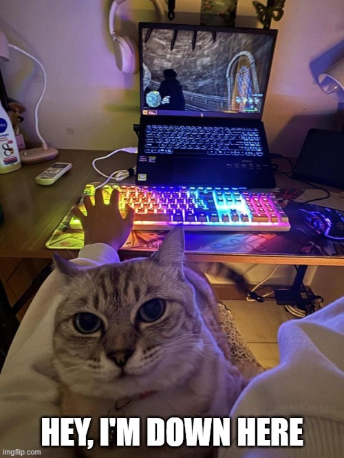 Gamer Cat | hey, I'm down here | image tagged in cats | made w/ Imgflip meme maker