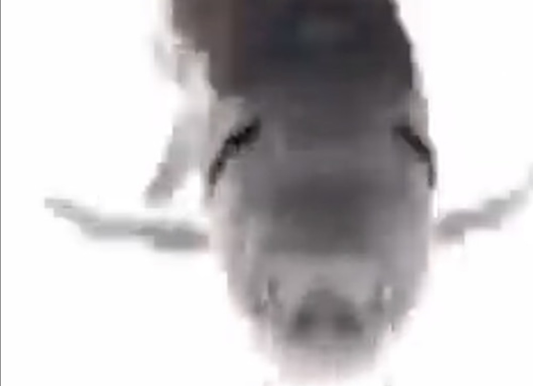 Fish Blank Meme Template