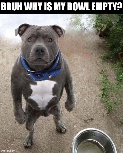 Bruh Why Is My Bowl Empty? | Bruh Why is my bowl empty? | image tagged in chrisjoines1 | made w/ Imgflip meme maker