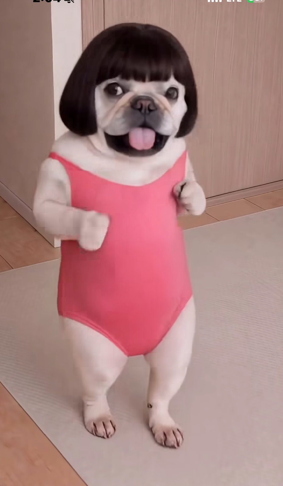 Pink dog Blank Meme Template