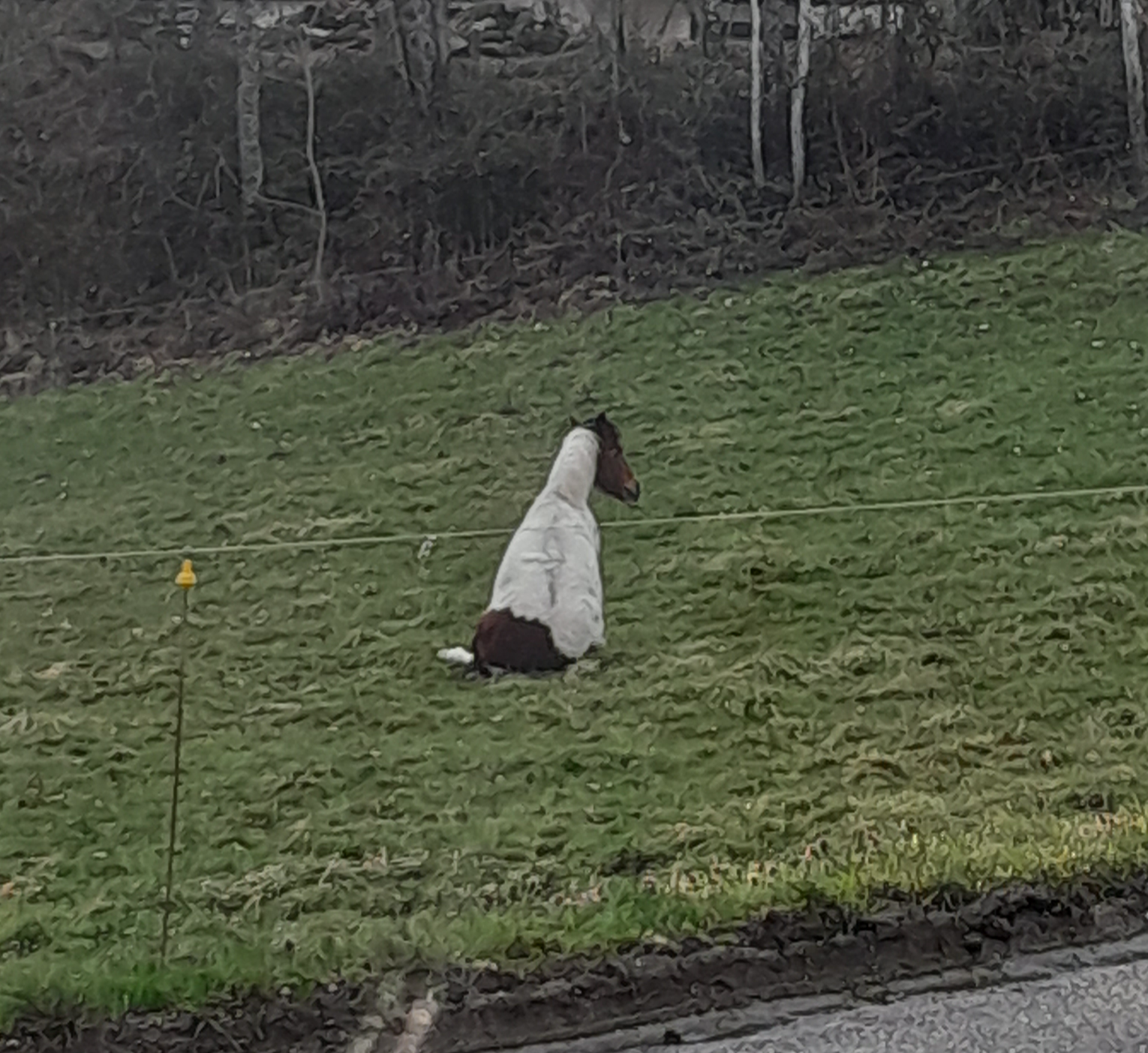 Sitting horse Blank Meme Template