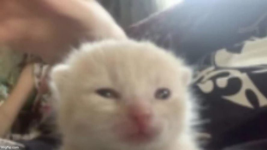 cat staring | image tagged in cat staring | made w/ Imgflip meme maker