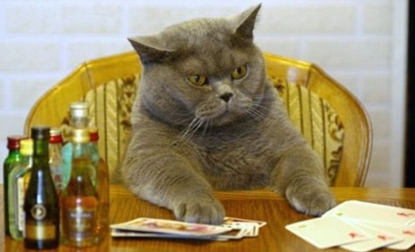 Konkretny kot Blank Meme Template