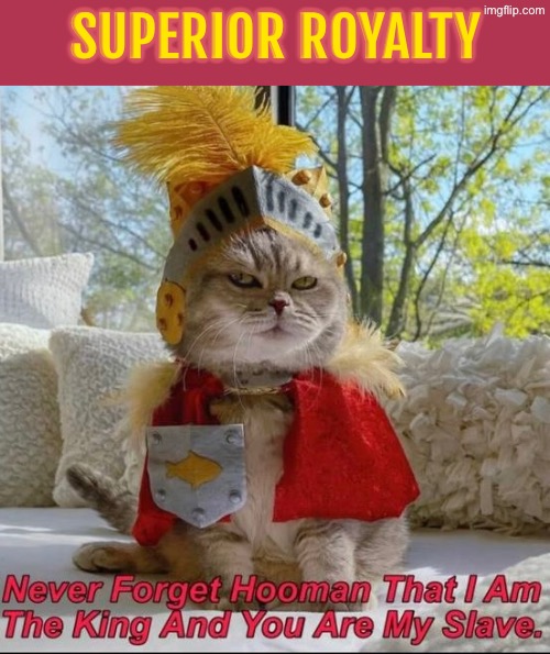 Superior Royalty | Superior royalty | image tagged in cats,funny cats,signature look of superiority,superior royalty,owned,evil overlord rules | made w/ Imgflip meme maker