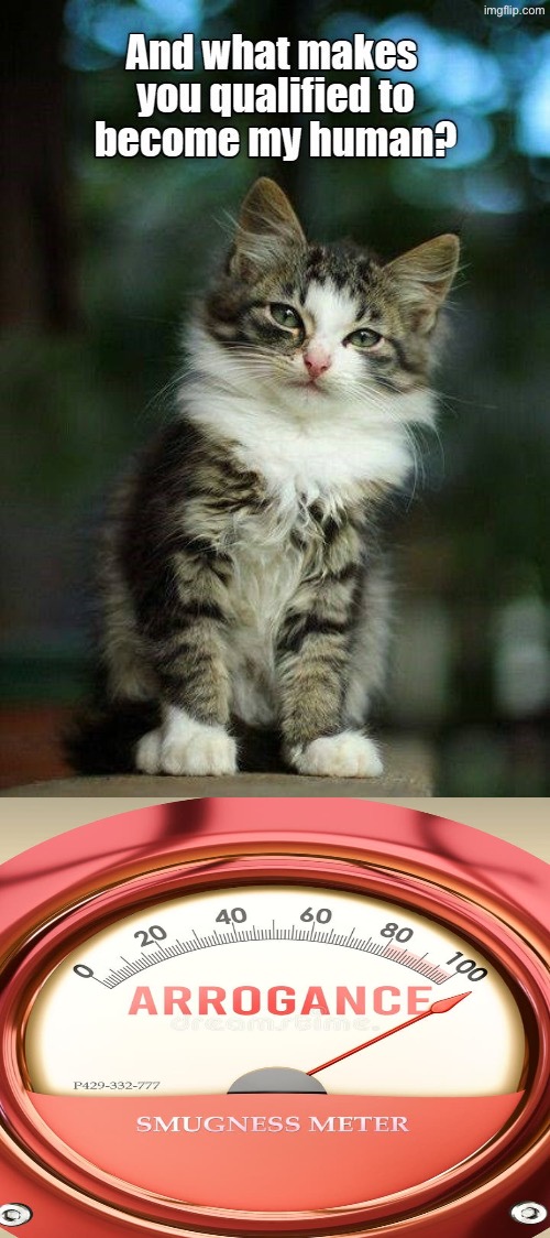 Smug Kitten | image tagged in cats,funny cats,kittens,arrogance,smug,superior royalty | made w/ Imgflip meme maker