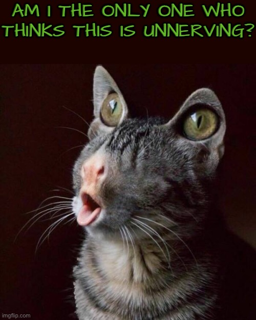 This is quite unnerving | Am I the only one who thinks this is unnerving? | image tagged in cursed images,cats,what a terrible day to have eyes,nightmare fuel,can't unsee,drink bleach | made w/ Imgflip meme maker