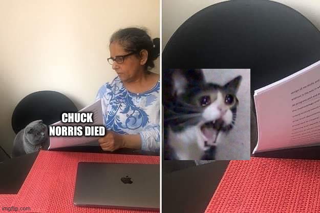 Woman showing paper to cat | chuck norris died | image tagged in woman showing paper to cat | made w/ Imgflip meme maker
