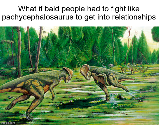 What if bald people had to fight like pachycephalosaurus to get into relationships | What if bald people had to fight like pachycephalosaurus to get into relationships | image tagged in dinosaurs,bald,barney will eat all of your delectable biscuits,stop reading the tags,skibidi,jeffrey epstein | made w/ Imgflip meme maker
