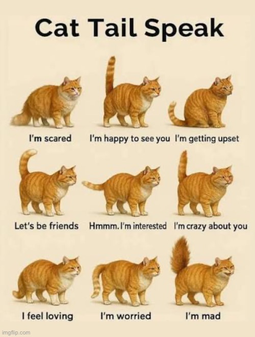 9 cat tail moods | image tagged in cats,tail,speak,moods | made w/ Imgflip meme maker