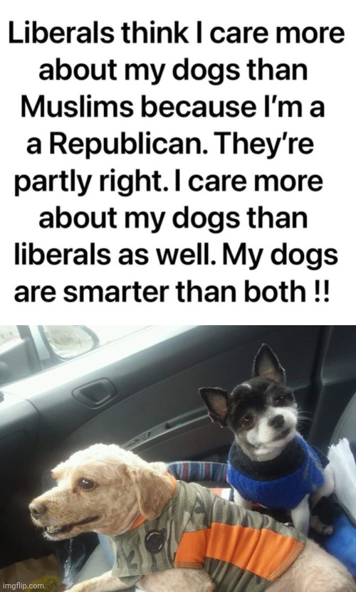I care about my dogs more than liberals or moslems | image tagged in dogs,care | made w/ Imgflip meme maker