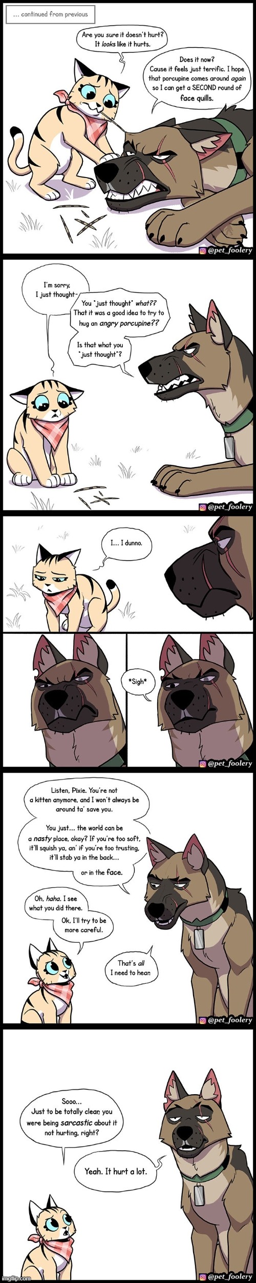 image tagged in cat,dog,porcupine,spikes,be careful,sarcasm | made w/ Imgflip meme maker