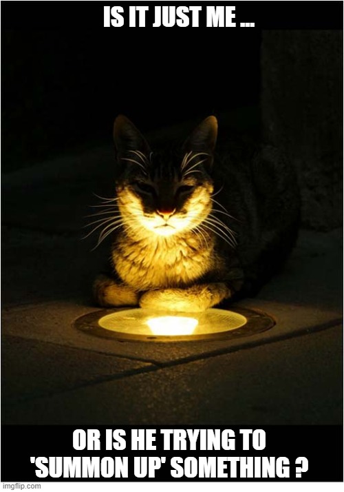 This Looks Very Suspicious ... | Is it just me ... Or is he trying to 'summon up' something ? | image tagged in cats,light,summoning | made w/ Imgflip meme maker