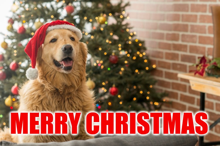 Merry Christmas | Merry Christmas | image tagged in christmas dog 1,christmas,merry christmas | made w/ Imgflip meme maker
