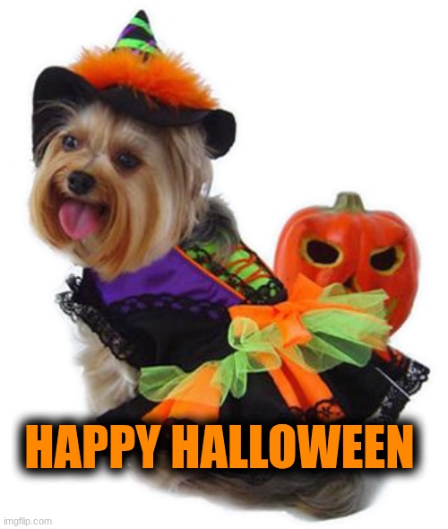 Happy Halloween | Happy Halloween | image tagged in halloween witch dog,halloween,happy halloween | made w/ Imgflip meme maker