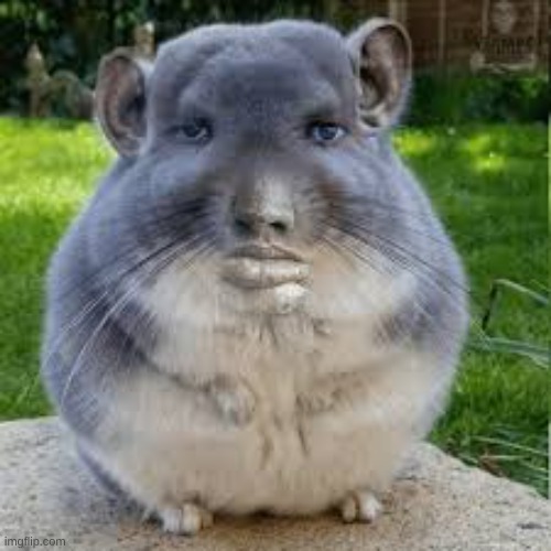 Grey Chinchilla Meme | image tagged in grey chinchilla meme | made w/ Imgflip meme maker