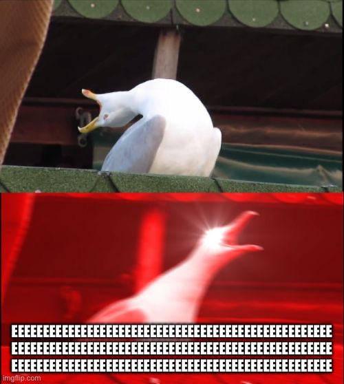 screaming seagull | EEEEEEEEEEEEEEEEEEEEEEEEEEEEEEEEEEEEEEEEEEEEEEEEEEE EEEEEEEEEEEEEEEEEEEEEEEEEEEEEEEEEEEEEEEEEEEEEEEEEEE EEEEEEEEEEEEEEEEEEEEEEEEEEEEEEEEEEEEEEEEEEEEEEEEEEE | image tagged in eee,eeee | made w/ Imgflip meme maker