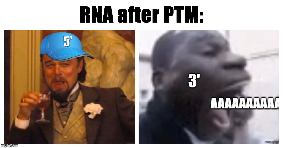 RNA after PTM | image tagged in aaaaaaaaaaaaaaaaaaaaaaaaaaa,laughing leo | made w/ Imgflip meme maker
