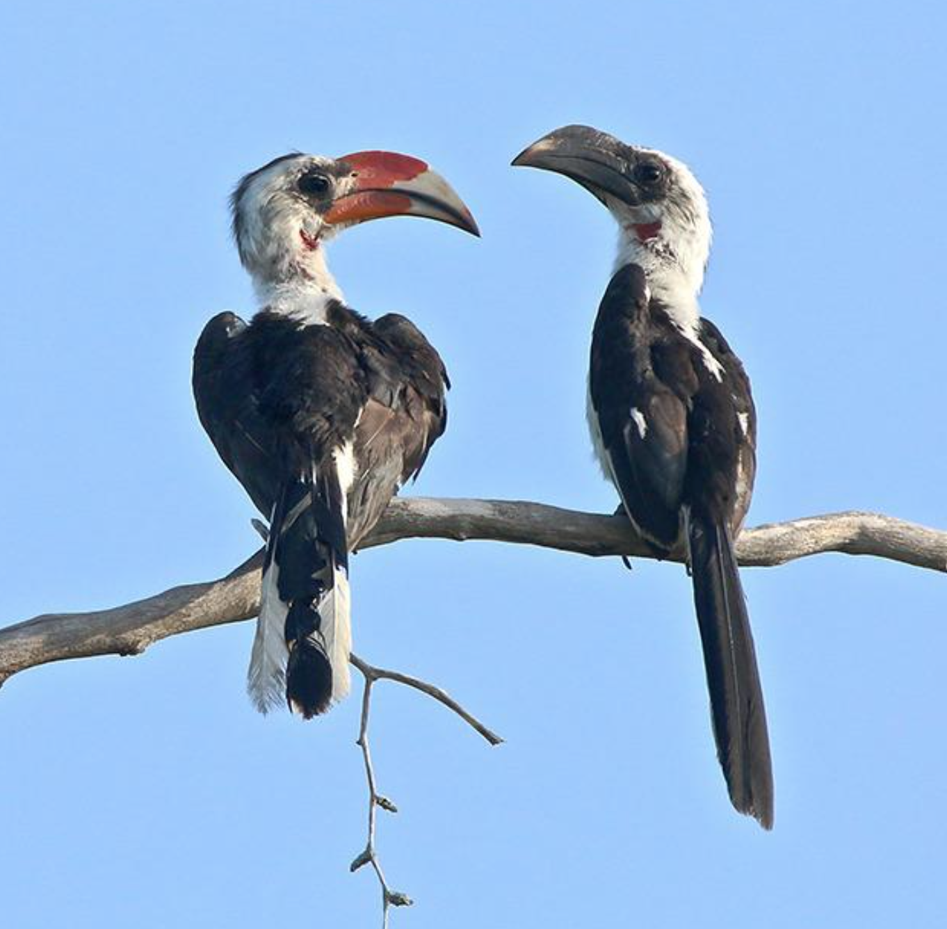 birds Blank Meme Template