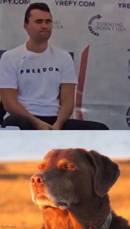 image tagged in dog accepting fate | made w/ Imgflip meme maker