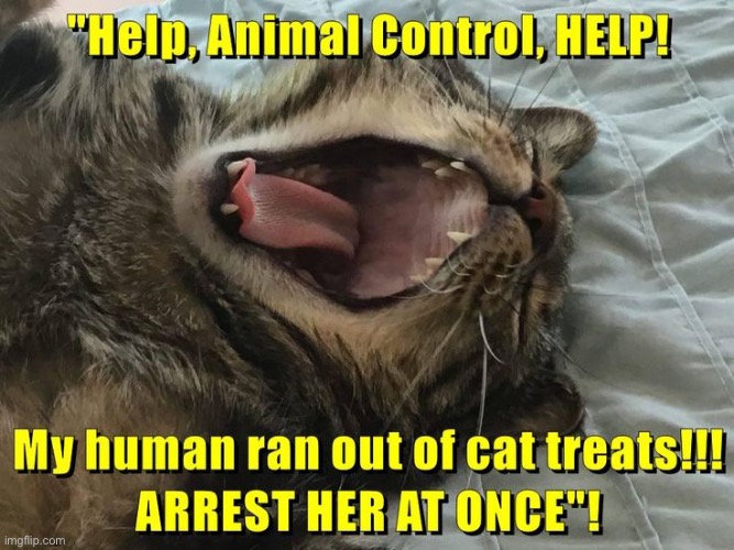 Help Animal Control | image tagged in cats,funny cats,animal rescue,please help me,dramatic,delusional | made w/ Imgflip meme maker