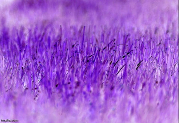 image tagged in grass | made w/ Imgflip meme maker